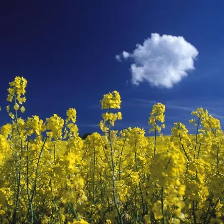 Haus Strandeck Ferienwohnung 20 Mit Sauna- Und Schwimmbadnutzung Im Ahoi Sellin